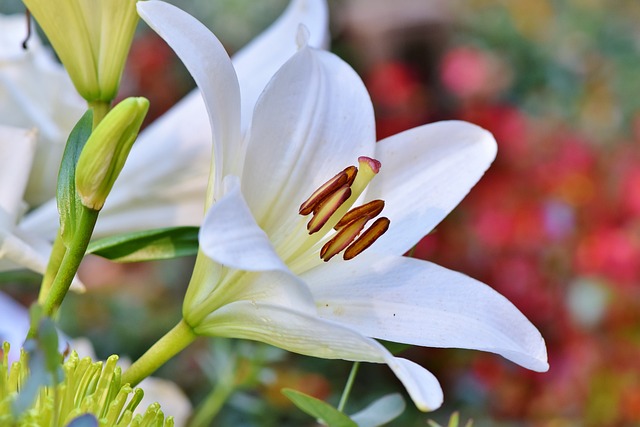 Residents at Springvale Care Home