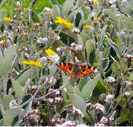 butterfly on plants and flowers