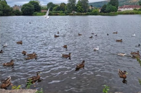 lots of brown ducks swimming in a pond