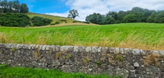 green field